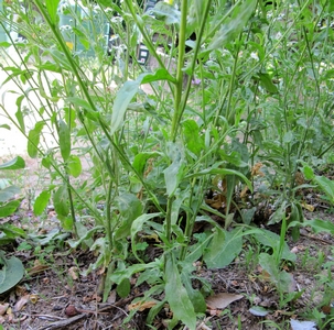 Aster feuille de saule