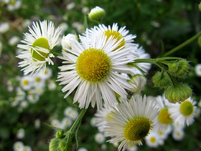 Aster feuille de saule