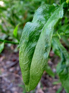 Aster feuille de saule