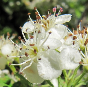 Aubépine