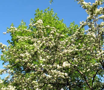 Aubépine