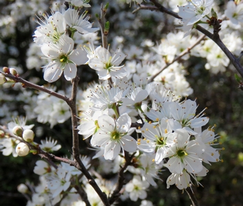Aubépine