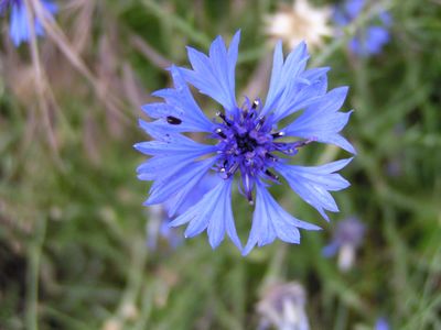 Bleuet