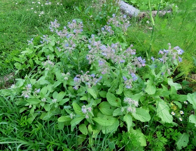 Bourrache