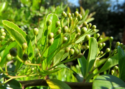 Buisson ardent