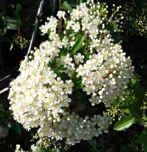 Buisson ardent