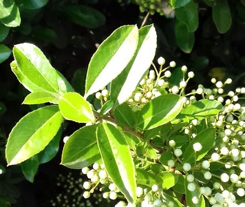 Buisson ardent