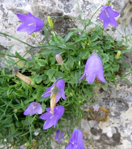 Campanule des rochers