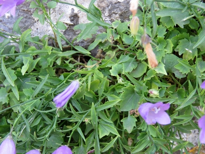 Campanule des rochers