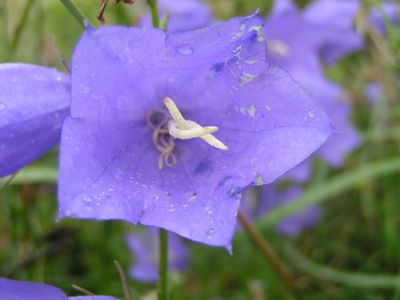 Campanule feuille de pêcher