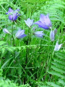 Campanule feuilles de pêcher