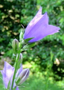 Campanule feuilles de pêcher