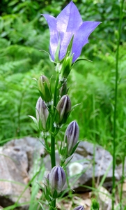 Campanule feuilles de pêcher