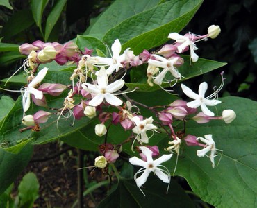 Clérodendron
