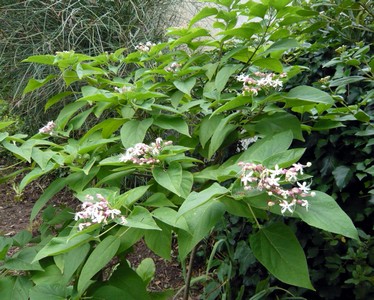 Clérodendron
