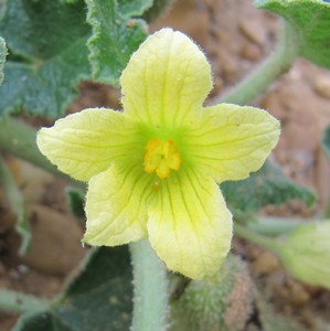 Cornichon Sauvage