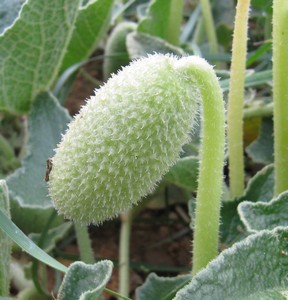 Cornichon Sauvage