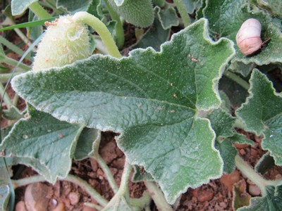 Cornichon Sauvage