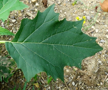 Datura stramoine