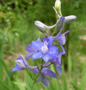 Dauphinelle