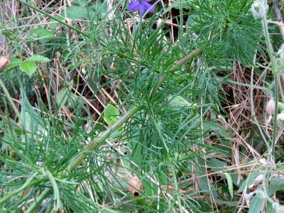 Dauphinelle cultivée