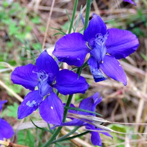 Dauphinelle cultivée
