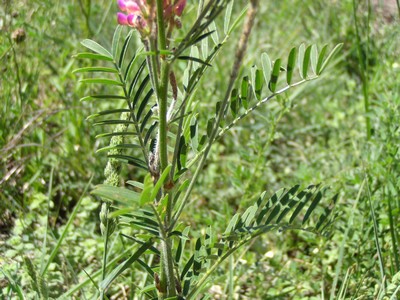 Esparcette