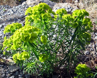 Euphorbe petit cyprés