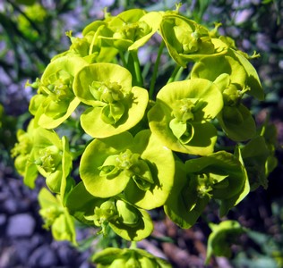 Euphorbe petit cyprés