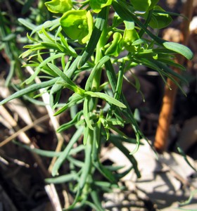 Euphorbe petit cyprés