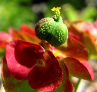 Euphrobe petit cyprés