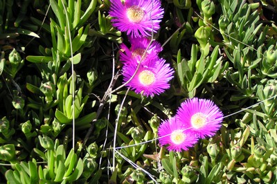 Ficoïde à cristaux