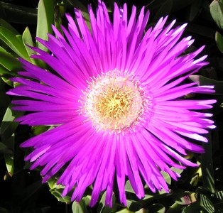 Ficoïde à cristaux