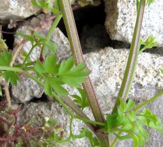 Fumeterre grimpante