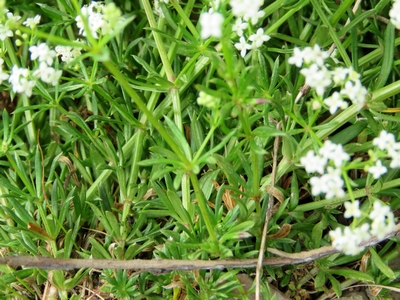 Gaillet  blanc