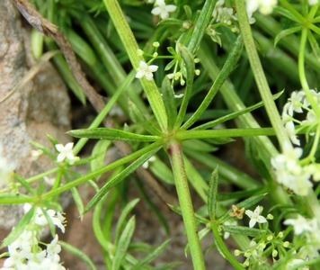 Gaillet  blanc
