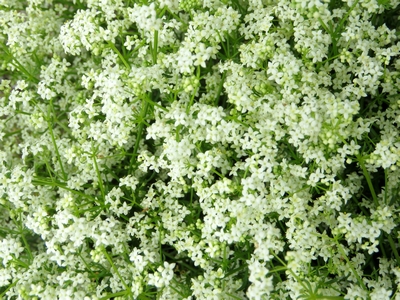 Gaillet  blanc
