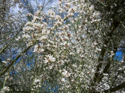 Genêt blanc