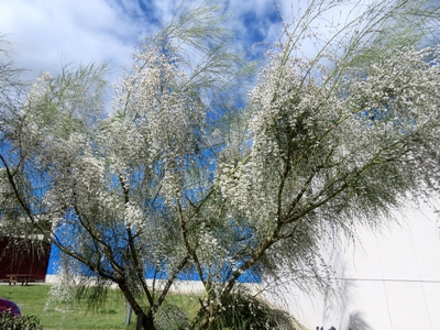 Genêt blanc