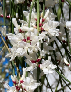 Genêt blanc