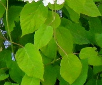 Hortensia blanc