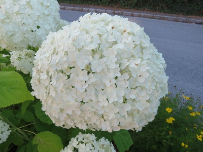 Hortensia blanc
