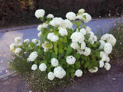 Hortensia blanc