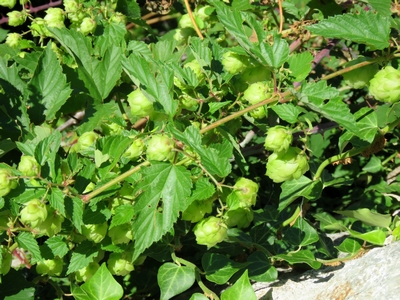 Houblon