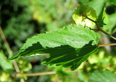 Houblon
