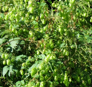 Houblon