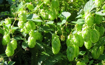 Houblon