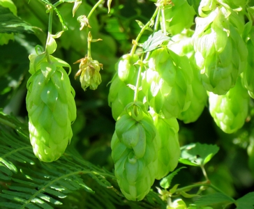 Houblon