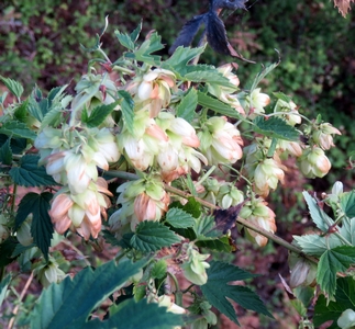 Houblon