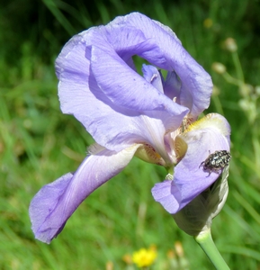 Iris d'Allemagne